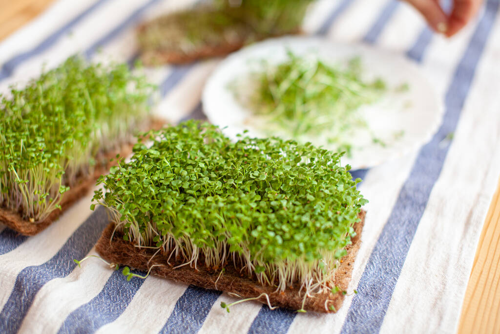Fresh microgreens beside a plated dish