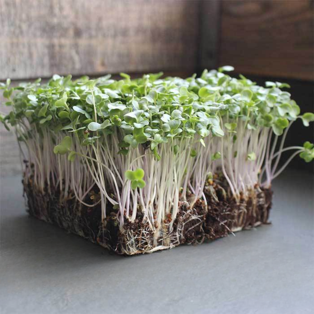Broccoli microgreens