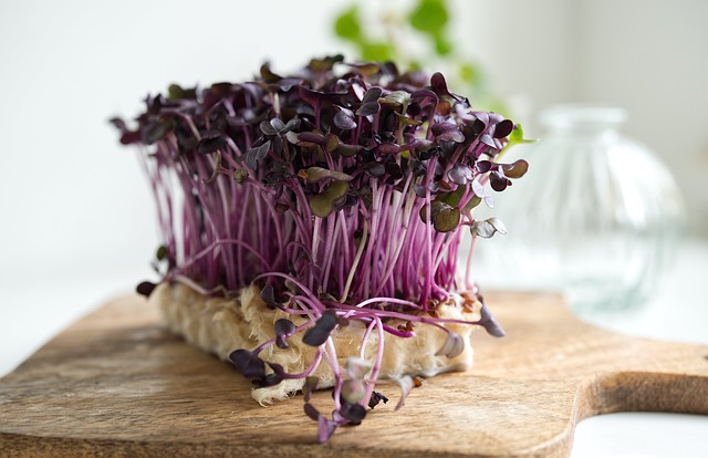 Purple Radish microgreens