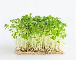 Spicy Salad Mix microgreens