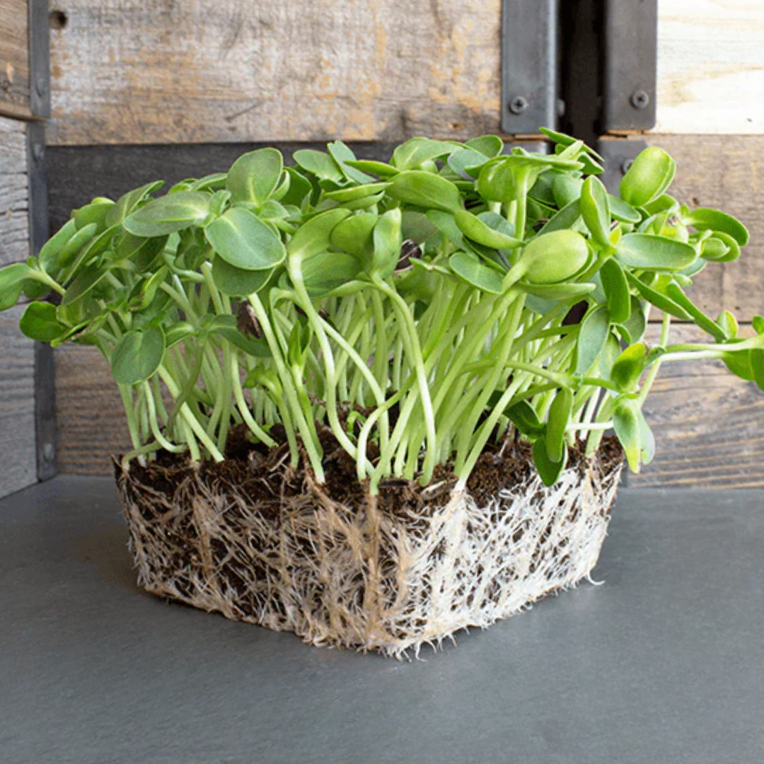 Sunflower microgreens